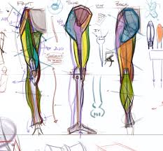 Leg muscle anatomical structure, labeled front, side and back view diagrams. Human Leg Anatomy Drawing Novocom Top
