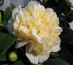 Jurys Yellow Camellia Live Plants Plants Camellia