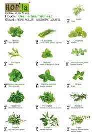 herbes pour des grillades des salades ou des sauces en entree en plat ou des en entree grillades h herbes aromatiques jardin d herbes aromates