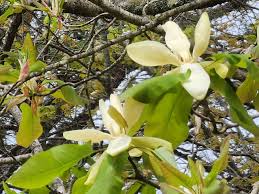 Image result for Magnoliaceae