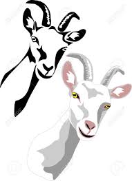Black And White Goat Vector Head Of White Goat Goat Art Animal Posters Goat Logo