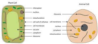 Although plant and animal cells have many of the same organelles, there are some notable differences. Plant Cell And Animal Cell Differentiate Between A S 1