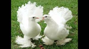 Gambar merpati bagus paling hist download now ciri ciri burung merpa. Burung Merpati Putih Youtube