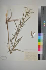Image result for Aeschynomene nodulosa