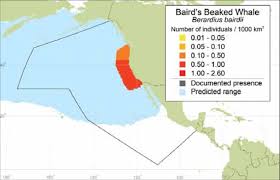 They can be found in waters near japan and southern california and as far north as the bering sea. Baird S Beaked Whale Berardius Bairdii Mean Observed Density Download Scientific Diagram