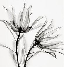 Leucadendronsafarsunset Jpg 313 330 Pixels Xray Flower Xray Art Flower Art