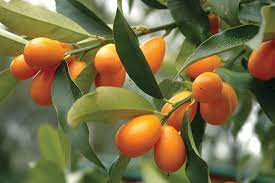 Free shipping on qualified orders. Kumquat Definition Size Facts Britannica
