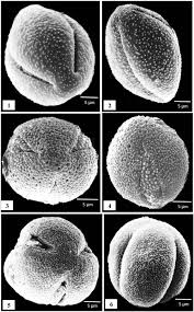 Image result for Trianthema salsoloides