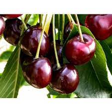 Burlat cherries are excellent table fruit to consume fresh, but also in pastries or jam. Cherry Tree Bigarreau Burlat Buy Cherry Tree Bigarreau Burlat Prunus Cerasus Bigarreau Burlat