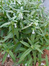 Image result for Leucas