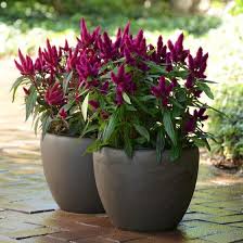 Image result for Celosia nervosa