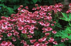 Image result for Astrantia major `Roma`
