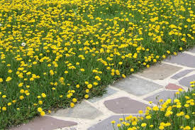 What kills weeds permanently is removing their roots entirely from the soil and putting in measures to stop the roots of new weeds taking hold. Best Way To Get Rid Of Dandelions Permanently Hgtv