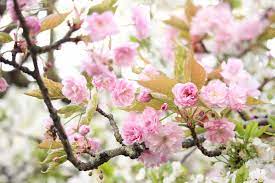 Check spelling or type a new query. High Key Photography Or Lighter Photos Are Key To Instagram Success The Smell Of Roses The Smell Of Roses