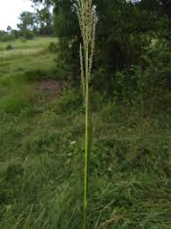 Image result for Sporobolus natalensis