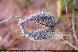 Image result for Pergularia daemia