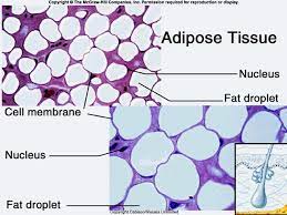 Adipose Connective Tissue Adipose Adipose Tissue Cell Membrane