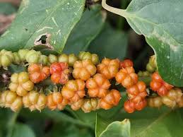 Image result for Phytolacca