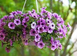 Combine with dark purple and white flowers for a sophisticated look. 18 Best Hanging Plants For Indoors And Out Bob Vila Bob Vila