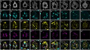 New court filings by the state attorney's office in st. March In Preprints The Node