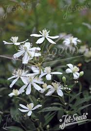 Image result for Clematis recta atropurpurea