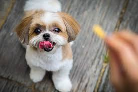 Shih tzu and golden retriever mix. Shih Tzu Steckbrief Charakter Pflege Haltung