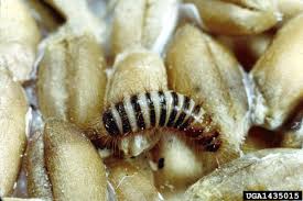 Image result for dermestidae