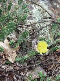 We are looking to speak to women about their experiences, good and bad, in recording studios. Opuntia Fragilis Taxonomy Distribution And Ecology