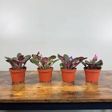 Image result for Saintpauliopsis