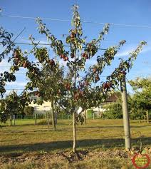 Poirier En Palmette Oblique Arbre Fruitier Jardin Forestier Jardinage Potager