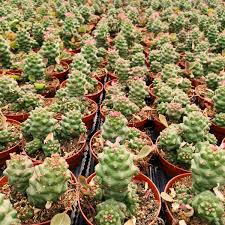 Image result for Monadenium rugosum