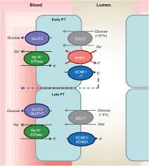 The proximal convoluted tubules, or pcts, are part of a system of absorption and reabsorption as well as secretion from within the kidneys. Physiology Of Glucose Reabsorption In The Proximal Convoluted Tubule Download Scientific Diagram