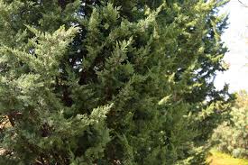 Tie a knot around the pompom. Chinese Juniper Plant Care Growing Guide