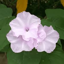 Image result for Cordia pilosissima