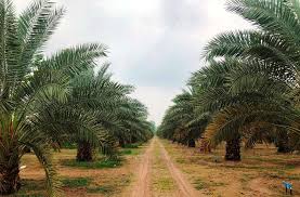 Siapa sangka di malaysia juga turut ada permintaan tanaman pokok kurma yang sentiasa mendapat tempat kebanyakan masyarakt melayu di negara kita. Peluang Membuka Kebun Dan Ladang Kurma Tropika