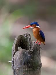 Birds That Start With Bu Ghana British Wildlife Stock Photography Ghana Travel Destinations Honeymoon Backpack Backpacking Vacation Bu British Wildlife Ghana Travel Adventure Tourism