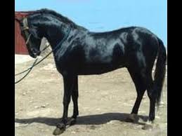 الخيل العربي الاصيل تعرف على اهم مميزات الحصان العربي الاصيل احساس ناعم