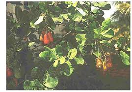 Image result for Millettia eetveldeana