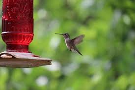 A hummingbird feeder heater is an economical way to keep nectar at the ideal temperature for hummingbirds. A Bird Lover S Guide To The Best Place To Put Hummingbird Feeders