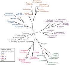 Image result for Polystachya calluniflora