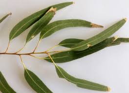 Image result for Eucalyptus tereticornis