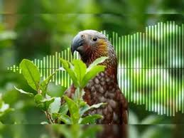 World'S Most Expensive Feather Sold In New Zealand For Rs 23 Lakh!