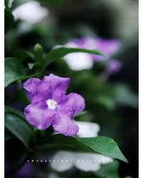 Selain itu snack ini juga mempunyai banyak nutrisi. 18 Ide Flowers Bunga Tanaman Trompet