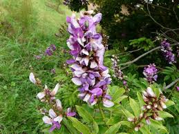 Image result for Millettia ebenifera