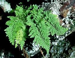 Image result for Cystopteris