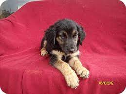 Check spelling or type a new query. Washington Dc German Shepherd Dog Meet Sr 64 A Pet For Adoption