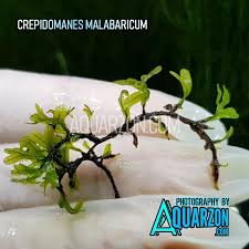 Image result for Crepidomanes