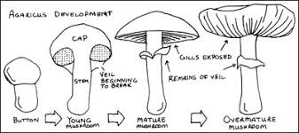 mushroom kit instructions