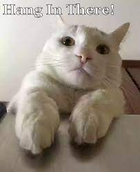 Lolcats Cat Memes Page 5 Lol At Funny Cat Memes Funny Cat Pictures With Words On Them Lol Cat Memes Funny Cats Funny Cat