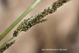 Image result for Sporobolus tenuissimus